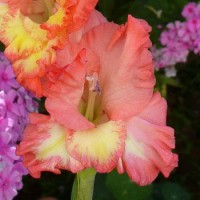 semenáč X1/01/01 Jurík